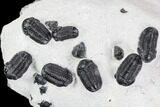 Cluster Nine Smooth Shelled Gerastos Trilobites - Mrakib, Morocco #108240-1
